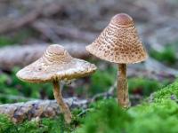 Pilzduo mit unterschiedlicher Hutform und Spinne